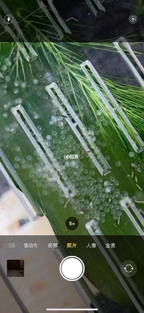 斑馬魚產卵前兆圖片