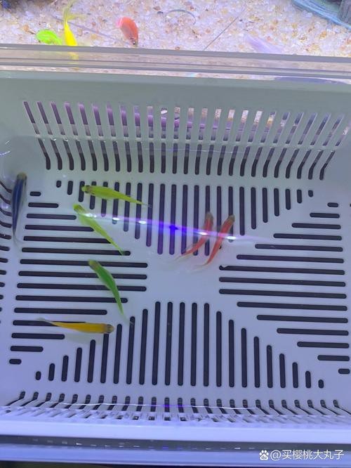 斑馬魚產卵前兆圖片