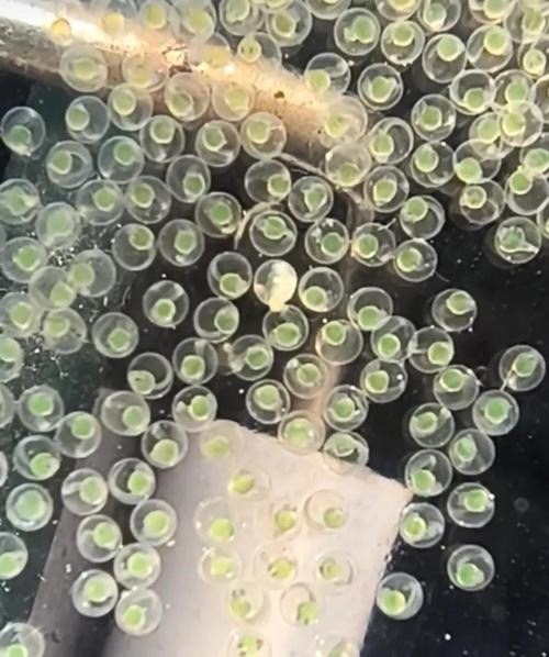 斑馬魚產卵前兆圖片