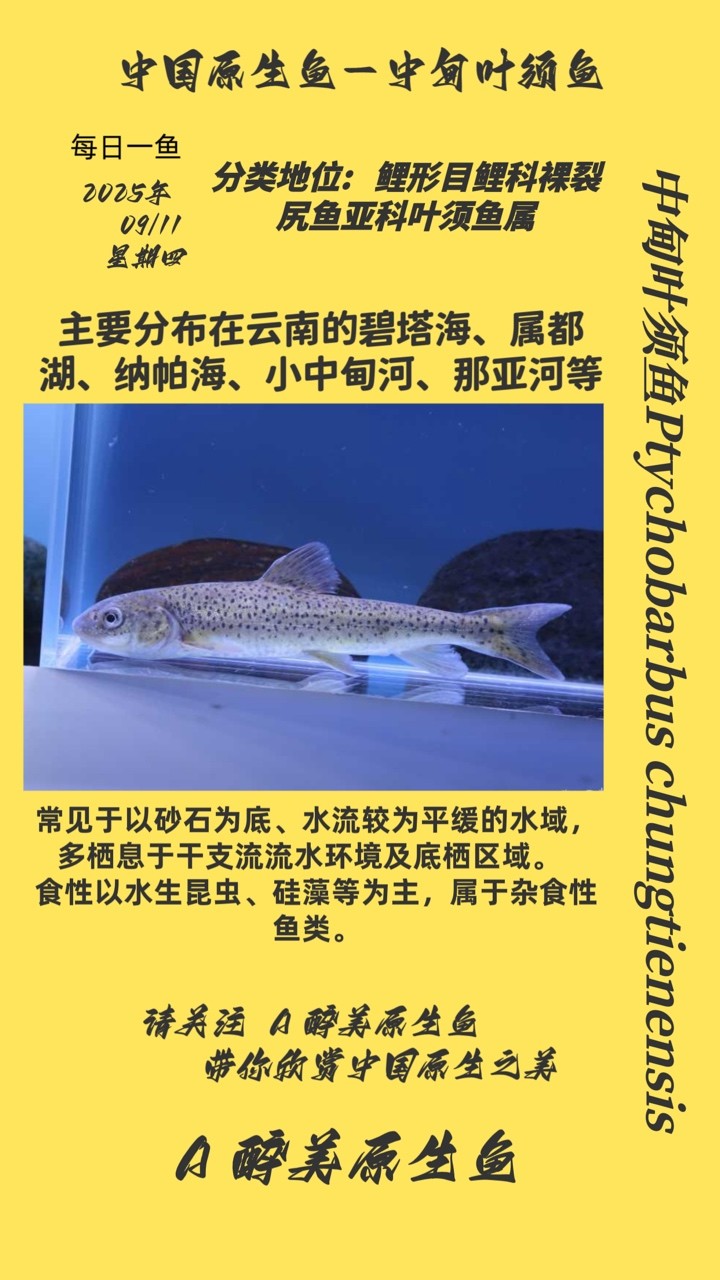 中甸葉須魚
