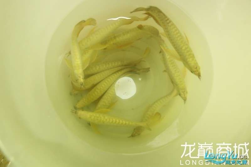 藍底金龍魚最簡單方法