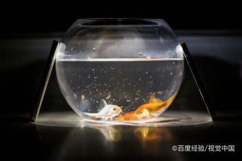 銀龍魚ph值多少合適(銀龍魚ph值多少合適)