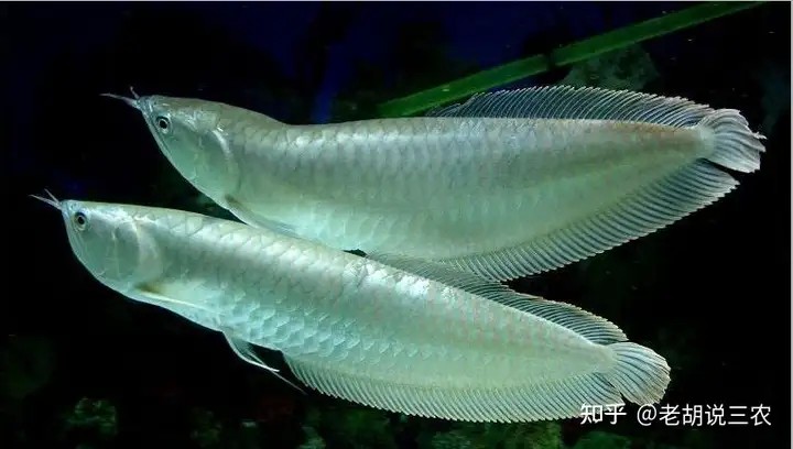 銀龍魚價值30萬的銀龍魚死亡，網友含淚吃掉一條價值30萬的魚