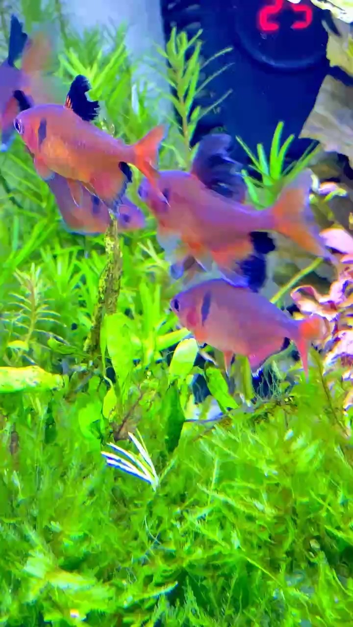 玫瑰旗 玫瑰旗 龍魚論壇