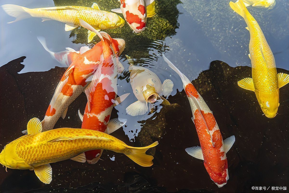 錦鯉趴缸底的最佳治療 錦鯉趴缸底的最佳治療 龍魚論壇 第5張