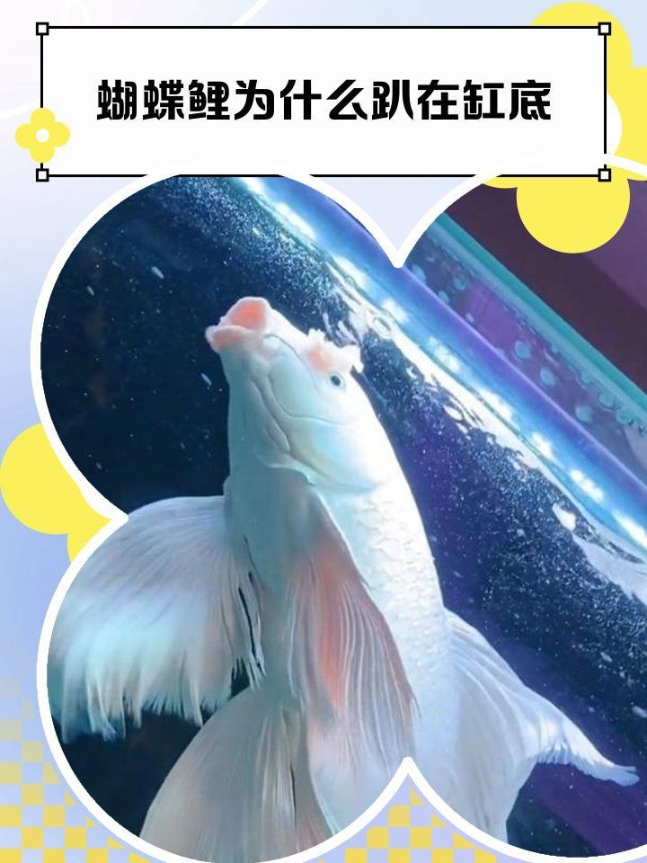 蝴蝶鯉趴缸的七大表現