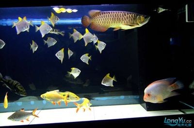 潁上縣閩江水族館二新北路店（潁上縣閩江水族館二新北路店電話號碼）