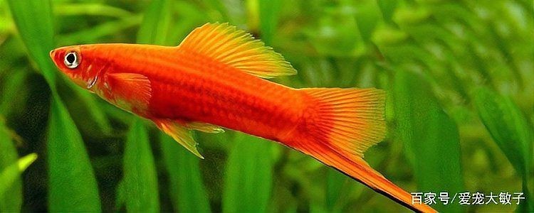 紅箭懷孕多久生小魚