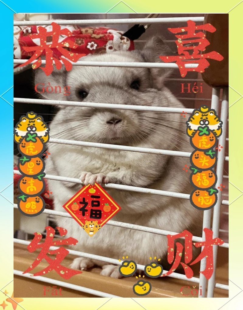 龍貓的繁殖周期是多久？