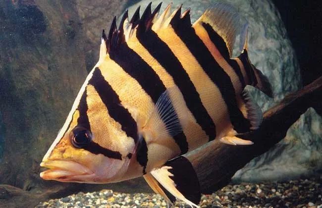 虎魚最討厭三個顏色 龍魚論壇 第5張 虎魚最討厭三個顏色 虎魚最討厭三個顏色 龍魚論壇 第5張