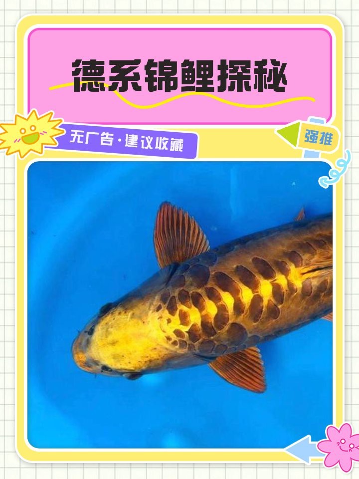 德系錦鯉屬于什么檔次 德系錦鯉屬于什么檔次 龍魚論壇 第4張