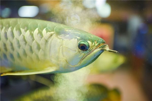 銀龍魚放客廳大忌