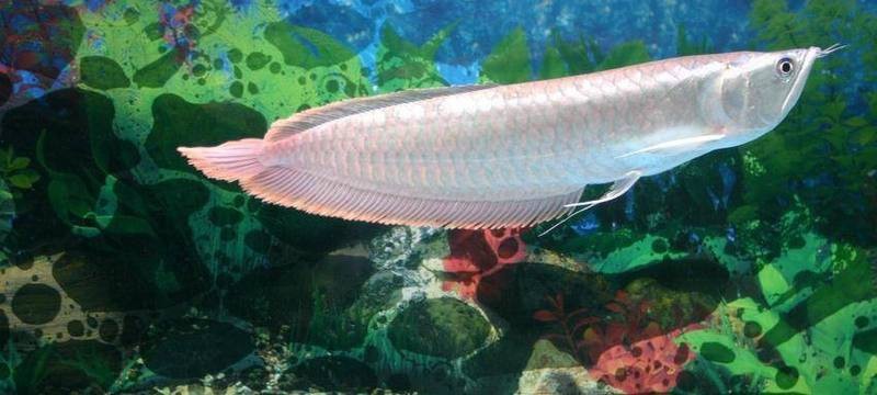 銀龍魚放客廳大忌