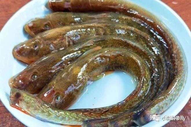 紅頭魚是深海魚嗎