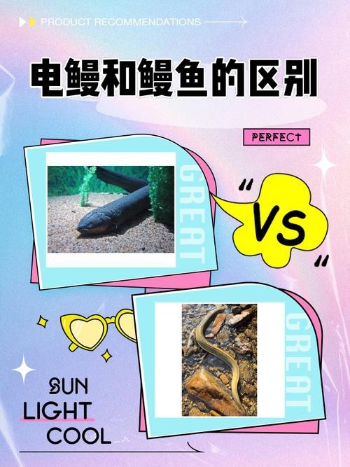 電鰻和鰻魚的區別圖片