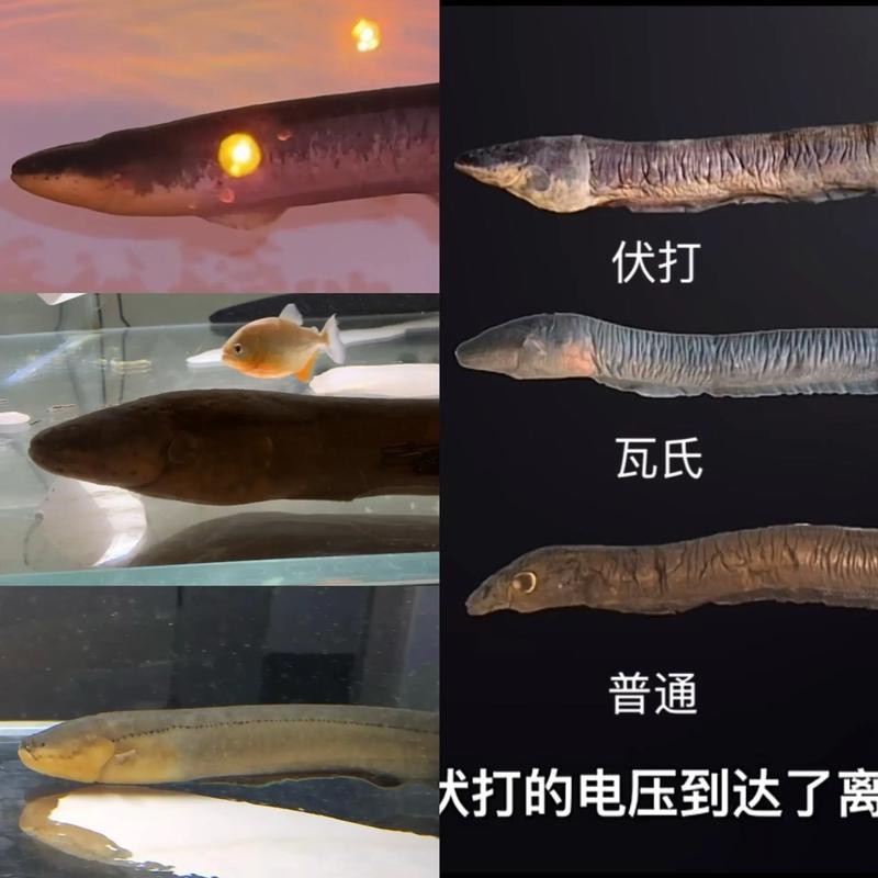電鰻和鰻魚的區別圖片