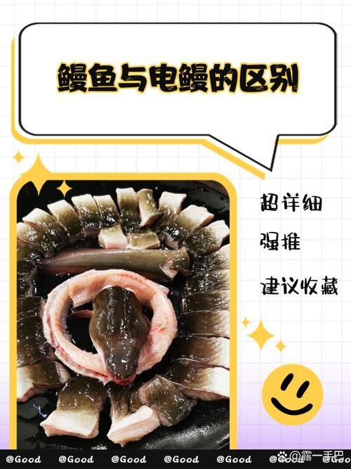 電鰻和鰻魚的區別圖片