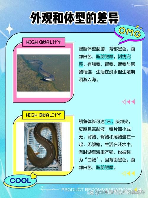 電鰻和鰻魚的區別圖片
