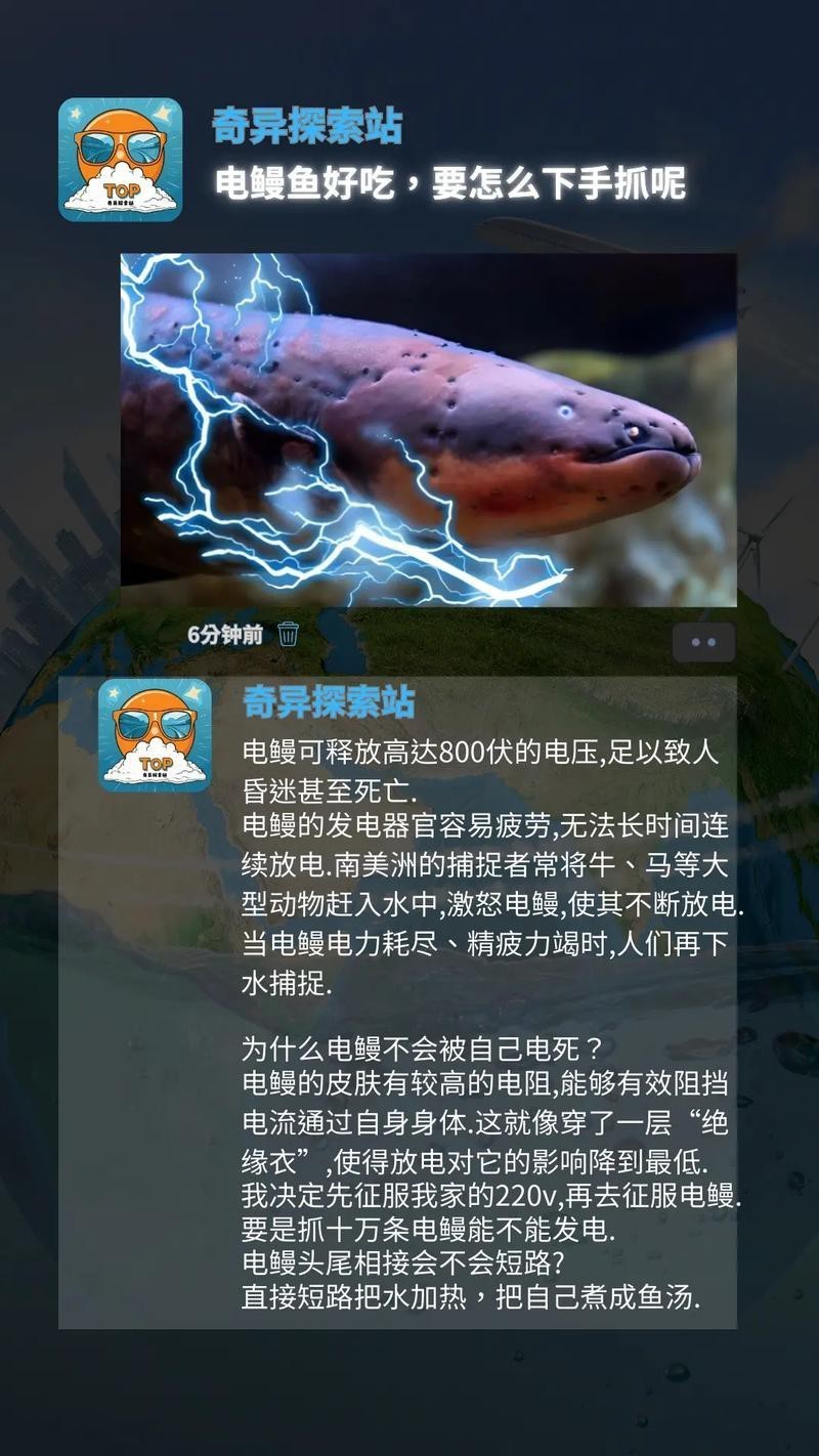 電鰻和鰻魚的區別圖片