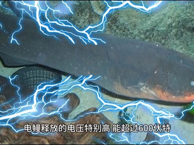 電鰻和鰻魚的區別圖片