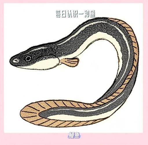 電鰻和鰻魚的區別圖片
