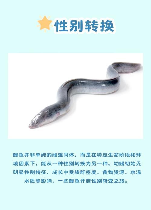 電鰻和鰻魚的區別圖片