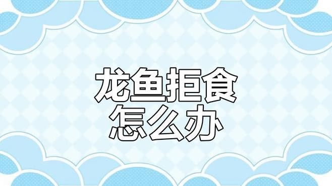 龍魚拒食期間需要喂食嗎？ 龍魚拒食期間需要喂食嗎？ 龍魚百科 第1張