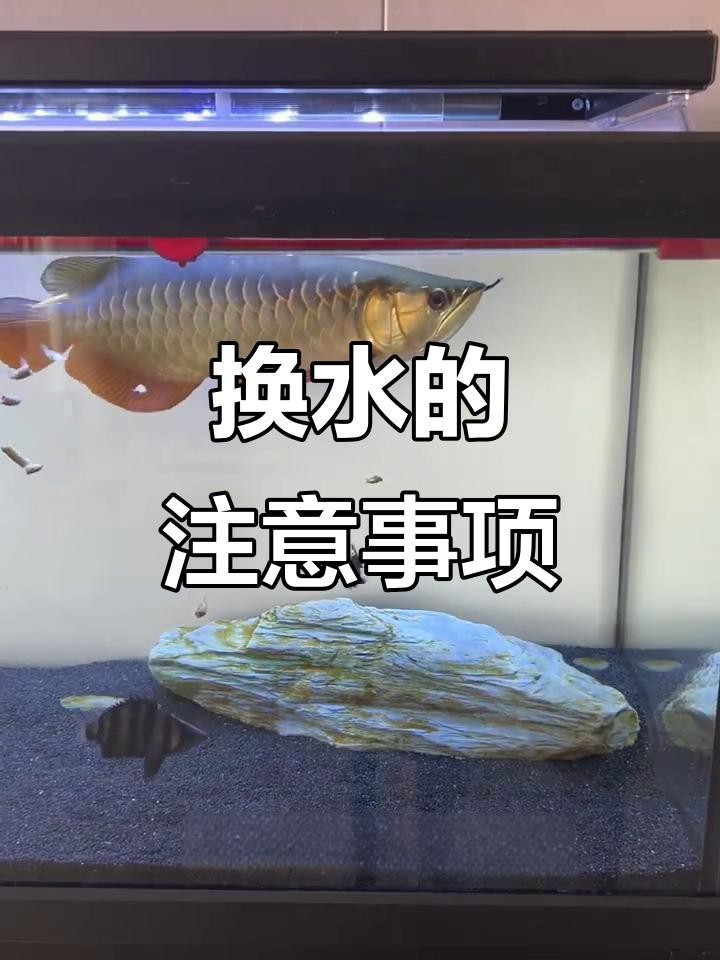 龍魚眼白膜治療期間可以換水嗎？