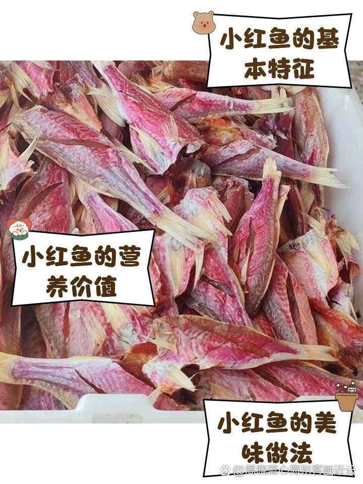 紅頭魚學(xué)名