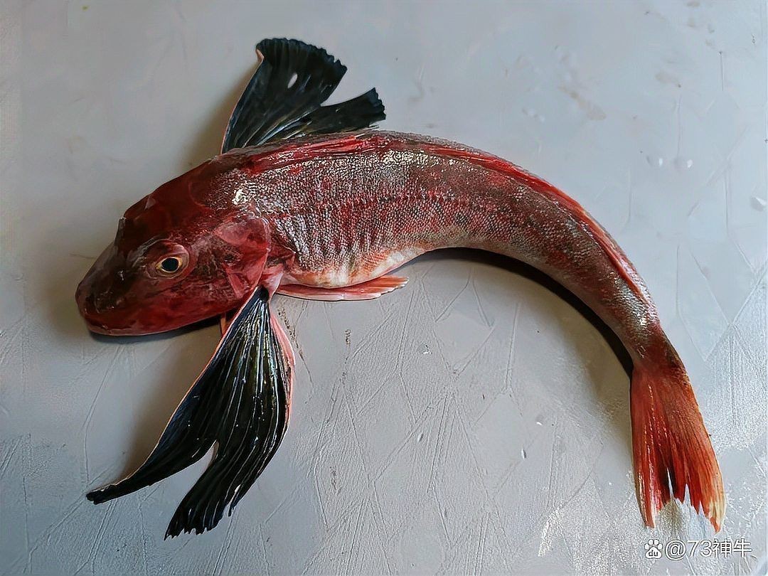 紅頭魚學(xué)名
