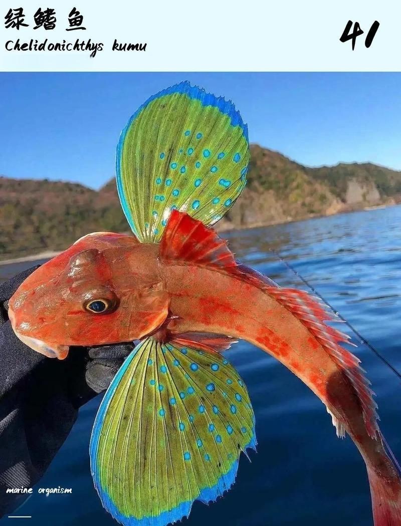 紅頭魚學(xué)名