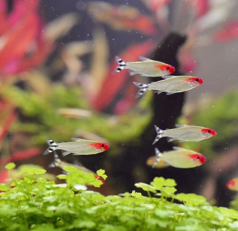 紅頭魚學(xué)名