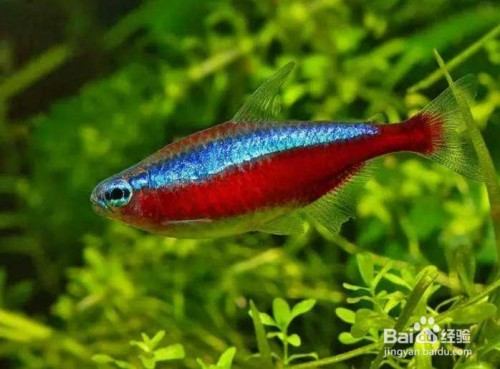 沈陽市鐵西區美景水族坊（沈陽市鐵西區美景水族坊地址）