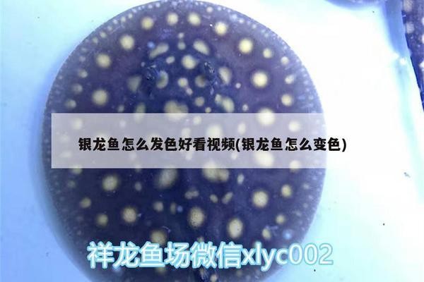 巴林左旗林東鎮(zhèn)馬春山上京水族館（巴林左旗林東,遼上京遺址） 巴林左旗林東鎮(zhèn)馬春山上京水族館（巴林左旗林東,遼上京遺址） 全國水族館企業(yè)名錄