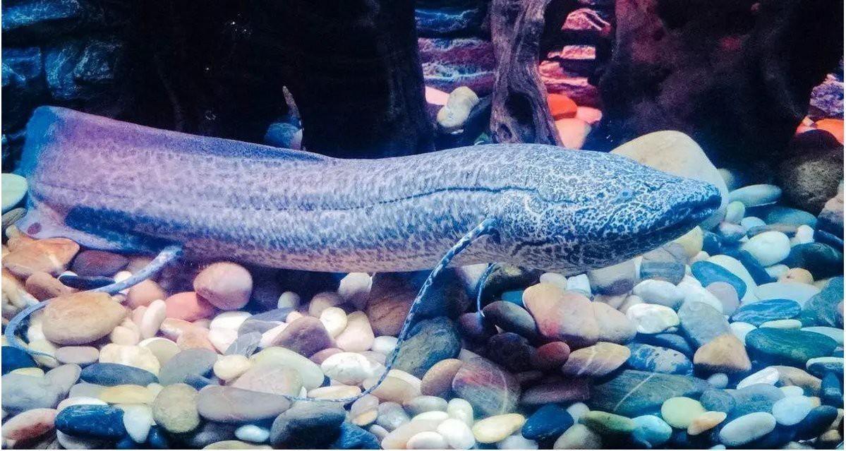 肺魚從墻里鉆出來