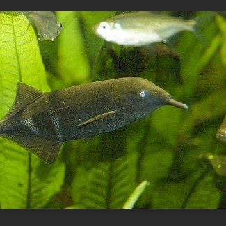 非洲象鼻魚吃什么 非洲象鼻魚吃什么 龍魚論壇 第1張