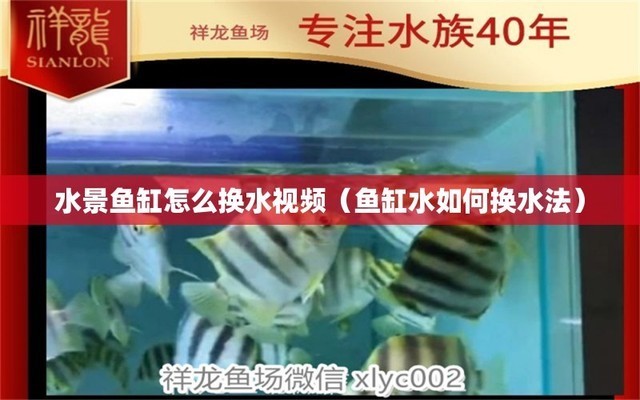 銀龍魚與什么魚混養好看一點（銀龍魚與什么魚混養好看一點呢）