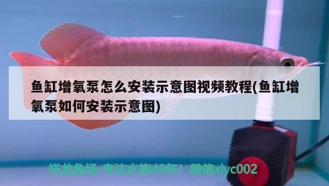 膠州市可愛多水族店（膠州市可愛多水族店地址）