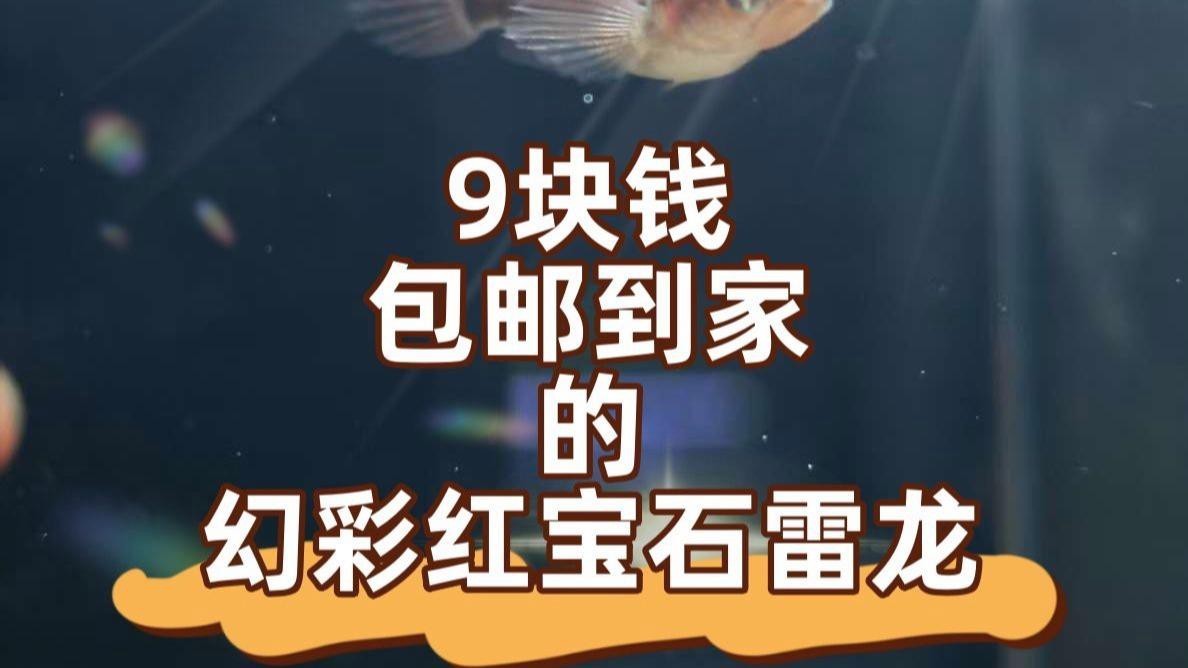 還有哪些雷龍魚品種價格較低？