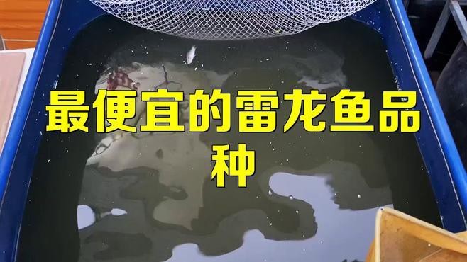 還有哪些雷龍魚品種價格較低？