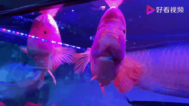 能推薦一些高清的紅龍魚GIF嗎？