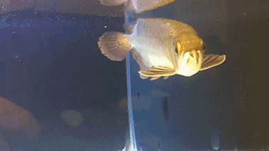 能推薦一些高清的紅龍魚GIF嗎？