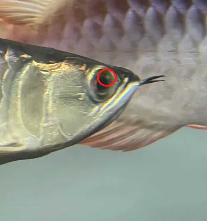 能提供龍魚(yú)眼睛凸出白點(diǎn)的圖片嗎? 龍魚(yú)論壇 第13張 能提供龍魚(yú)眼睛凸出白點(diǎn)的圖片嗎? 能提供龍魚(yú)眼睛凸出白點(diǎn)的圖片嗎? 龍魚(yú)論壇 第13張