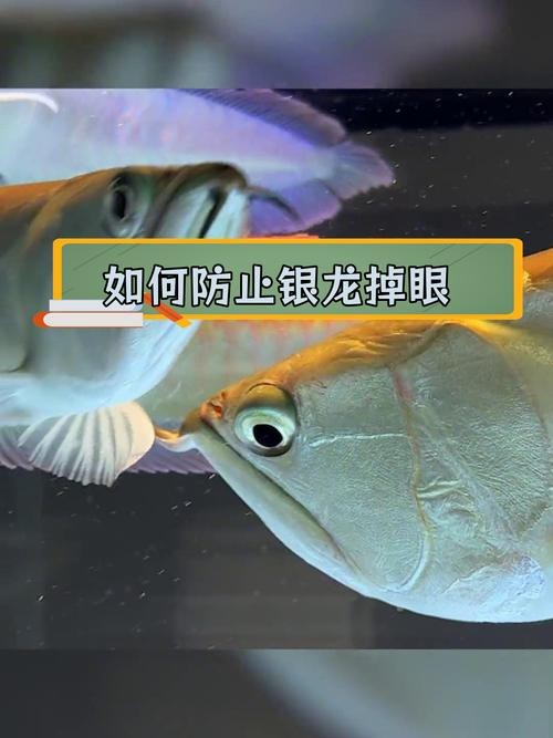 能提供龍魚(yú)眼睛凸出白點(diǎn)的圖片嗎? 龍魚(yú)論壇 第17張 能提供龍魚(yú)眼睛凸出白點(diǎn)的圖片嗎? 能提供龍魚(yú)眼睛凸出白點(diǎn)的圖片嗎? 龍魚(yú)論壇 第17張