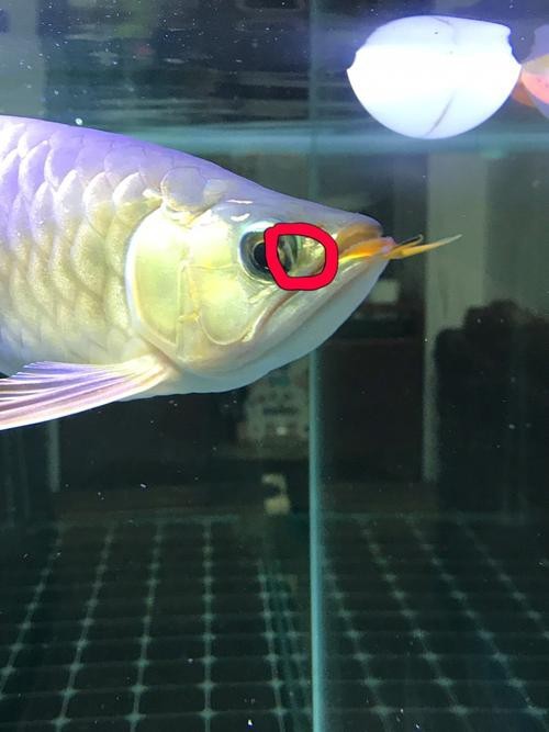 能提供龍魚(yú)眼睛凸出白點(diǎn)的圖片嗎? 龍魚(yú)論壇 第15張 能提供龍魚(yú)眼睛凸出白點(diǎn)的圖片嗎? 能提供龍魚(yú)眼睛凸出白點(diǎn)的圖片嗎? 龍魚(yú)論壇 第15張