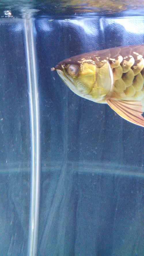 能提供龍魚(yú)眼睛凸出白點(diǎn)的圖片嗎? 龍魚(yú)論壇 第21張 能提供龍魚(yú)眼睛凸出白點(diǎn)的圖片嗎? 能提供龍魚(yú)眼睛凸出白點(diǎn)的圖片嗎? 龍魚(yú)論壇 第21張