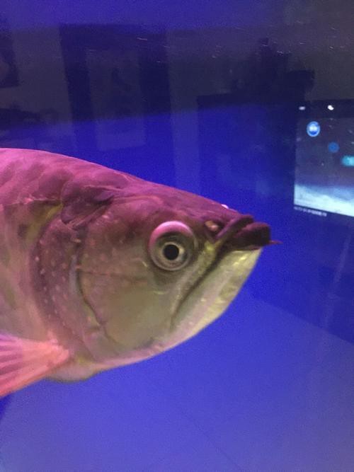 能提供龍魚(yú)眼睛凸出白點(diǎn)的圖片嗎? 龍魚(yú)論壇 第22張 能提供龍魚(yú)眼睛凸出白點(diǎn)的圖片嗎? 能提供龍魚(yú)眼睛凸出白點(diǎn)的圖片嗎? 龍魚(yú)論壇 第22張