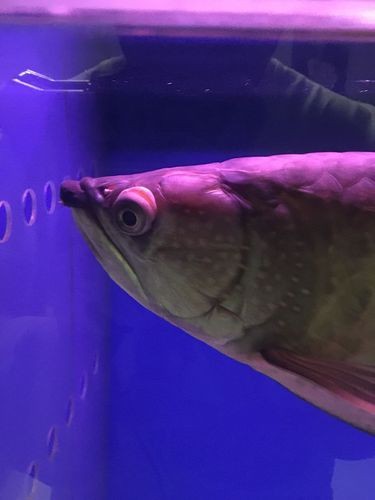 能提供龍魚(yú)眼睛凸出白點(diǎn)的圖片嗎? 龍魚(yú)論壇 第23張 能提供龍魚(yú)眼睛凸出白點(diǎn)的圖片嗎? 能提供龍魚(yú)眼睛凸出白點(diǎn)的圖片嗎? 龍魚(yú)論壇 第23張