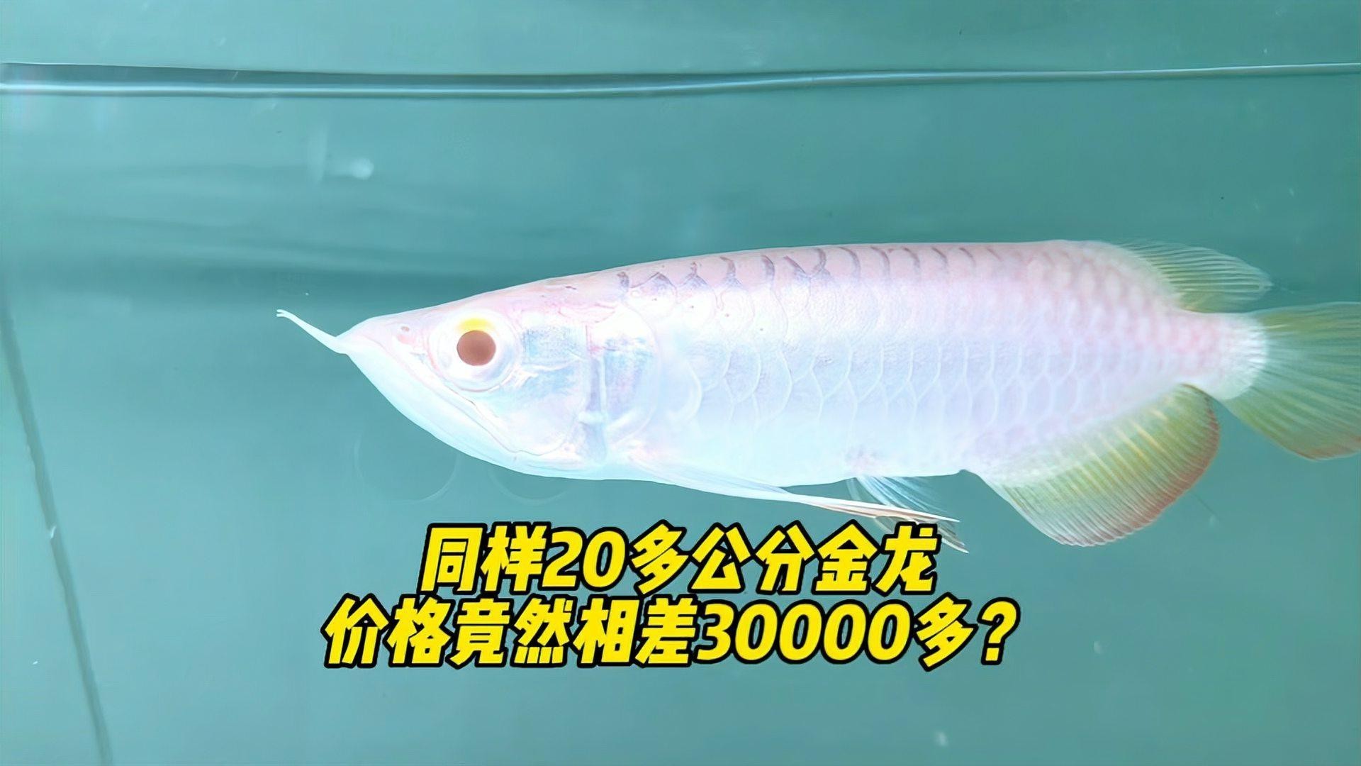 20公分過背金龍魚多少錢 20公分過背金龍魚多少錢 龍魚論壇 第7張