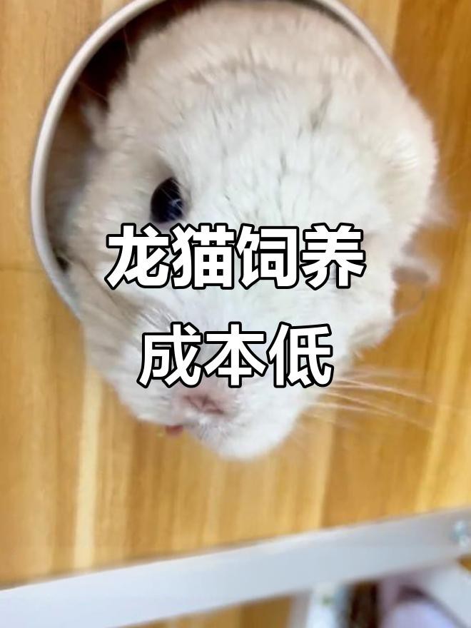 龍貓的飼養成本大概是多少？ 龍貓的飼養成本大概是多少？ 龍魚論壇 第2張